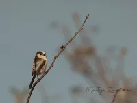 Staartmees [Aegithalos caudatus europaeus]